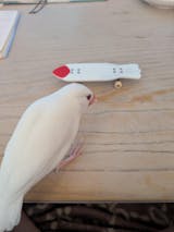 うちの子にも一芸を文鳥用スケボーキーホルダー 指スケ(フィンガースケートボード)