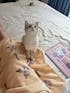 Custom Flannel Pet Blanket