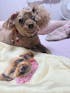 Custom Flannel Pet Blanket