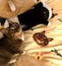 Custom Flannel Pet Blanket