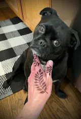 User picture