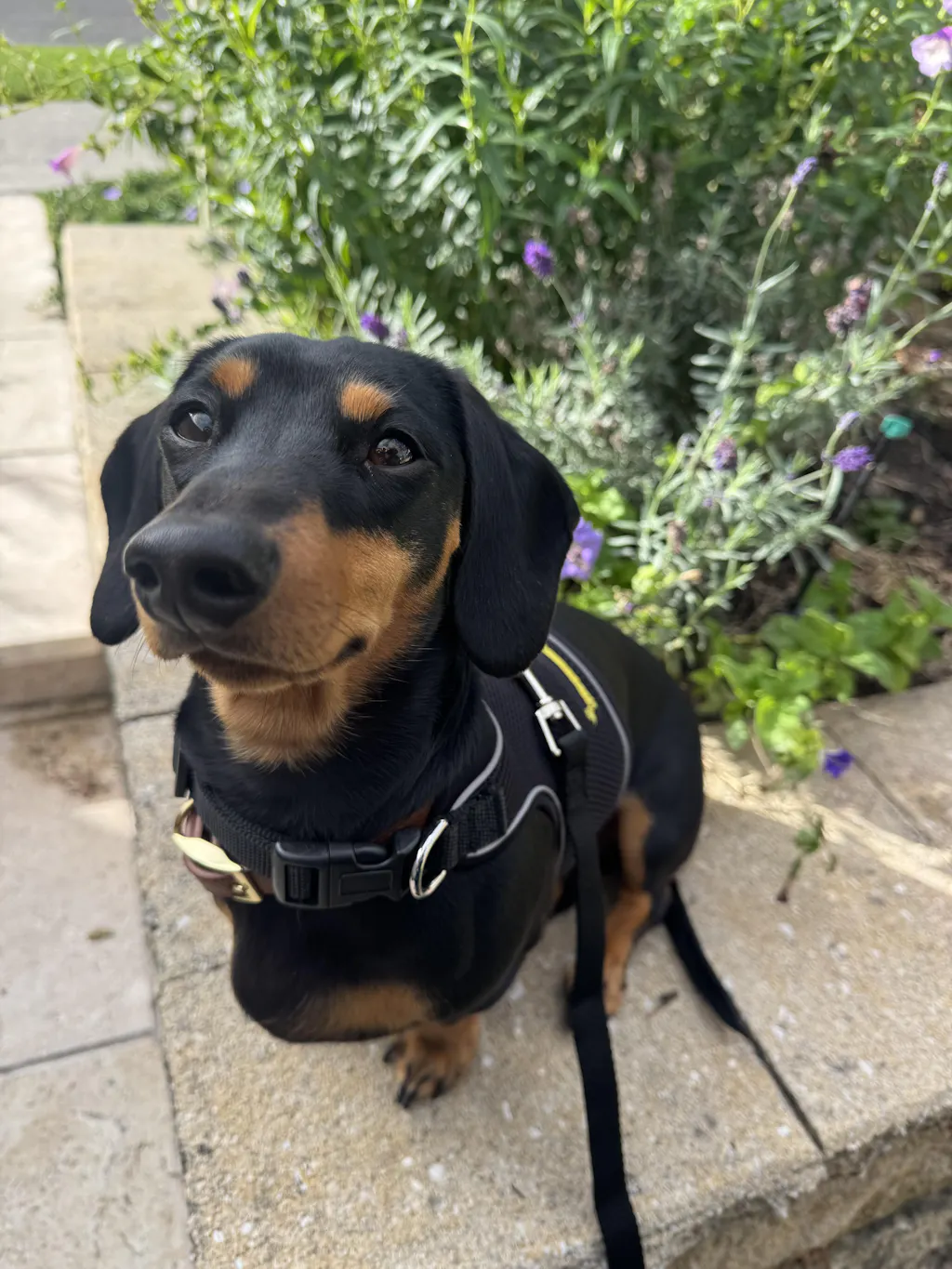Liquorice OxyMesh Reflective Hug Me Harness™