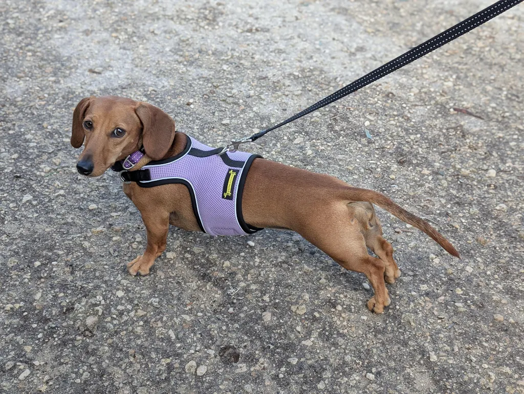 Lavender Haze OxyMesh Reflective Hug Me Harness™