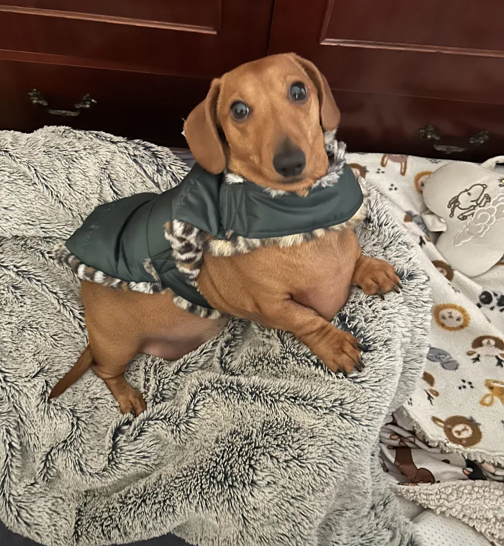 Hunter Green Leopard Luxe Puffa Coat