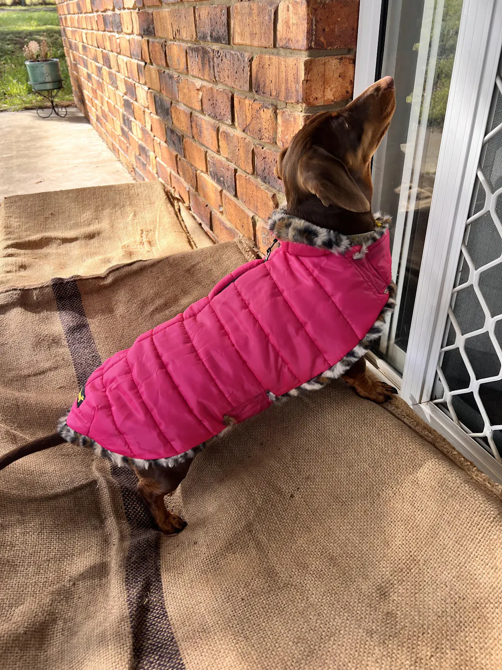 Matcha Leopard Luxe Puffa Coat