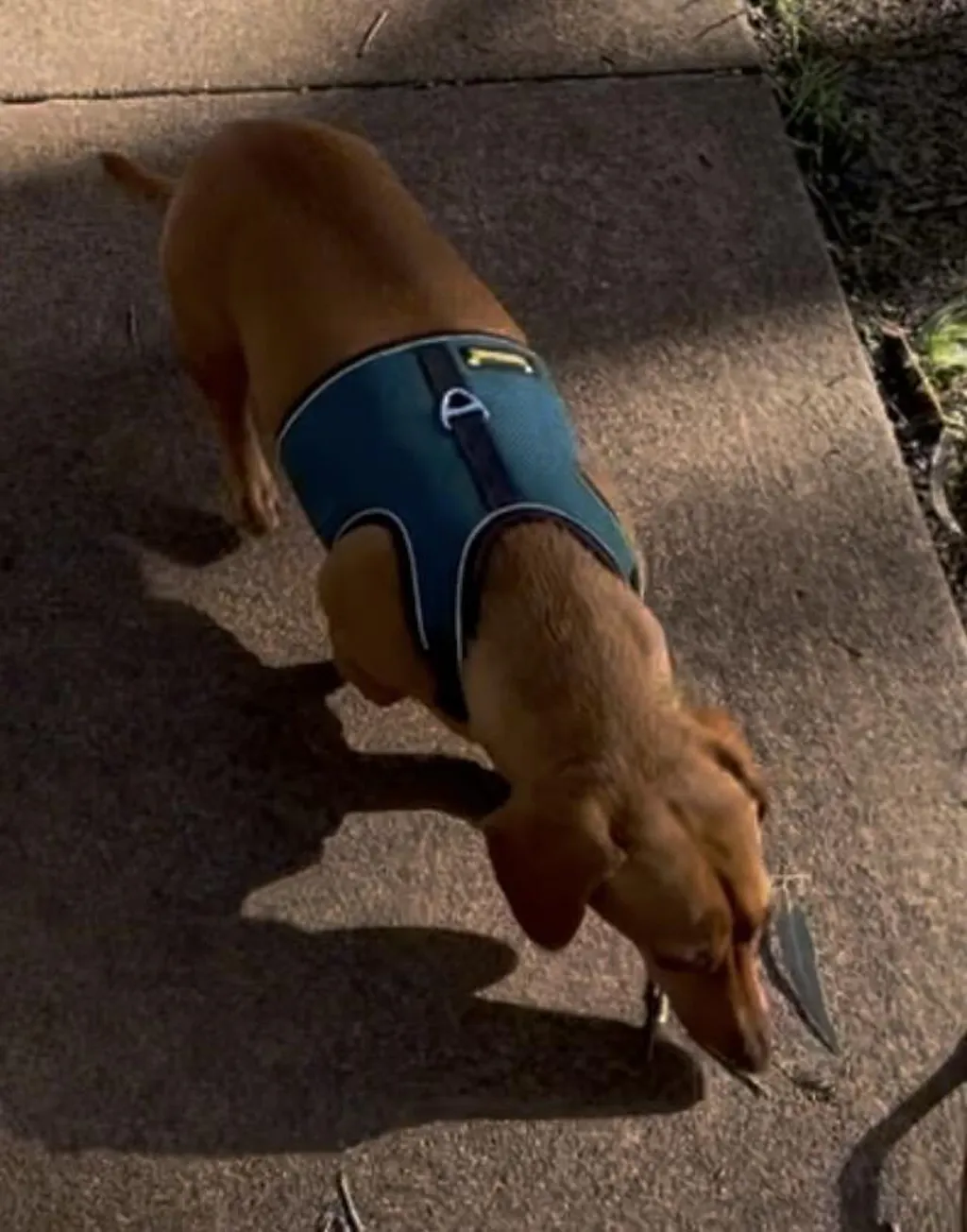 Teal OxyMesh Reflective Hug Me Harness™
