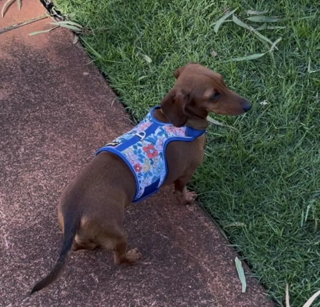 Blue Heaven Flowers Hug Me Harness™