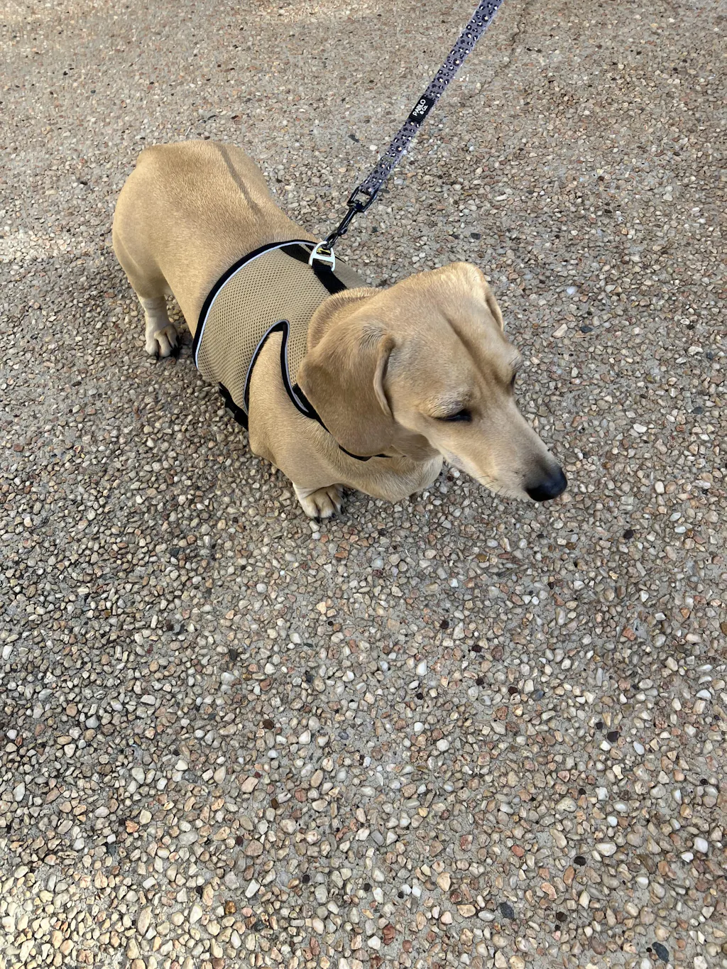 Latte OxyMesh Reflective Hug Me Harness™
