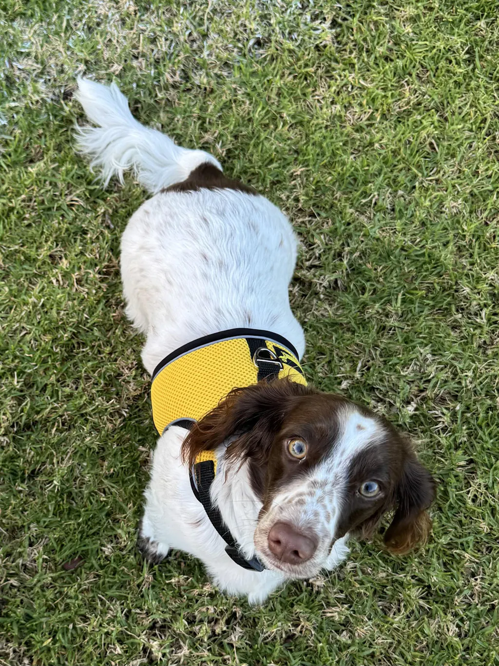 Sunflower OxyMesh Reflective Hug Me Harness™