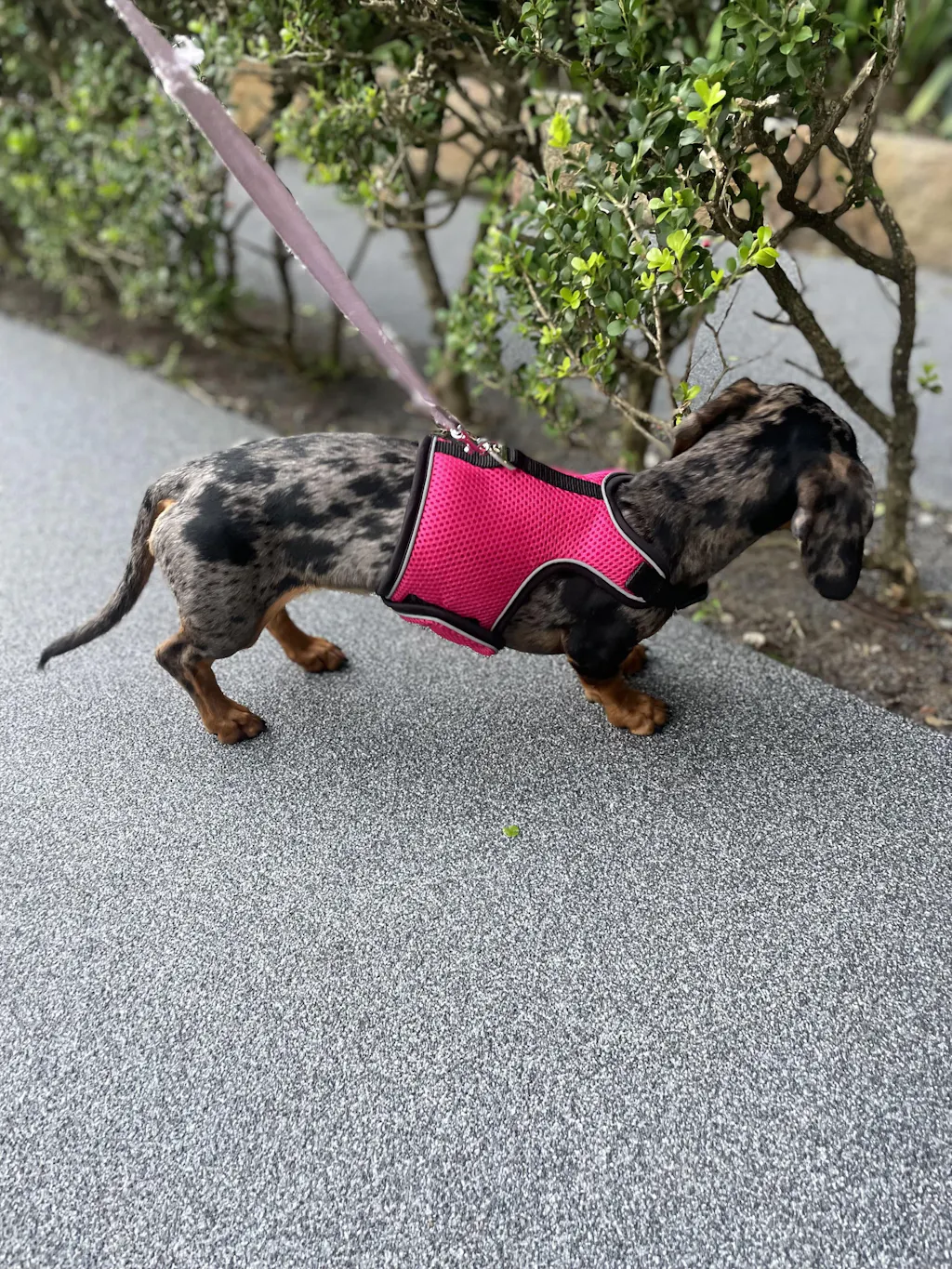 Hot Pink OxyMesh Reflective  Hug Me Harness™