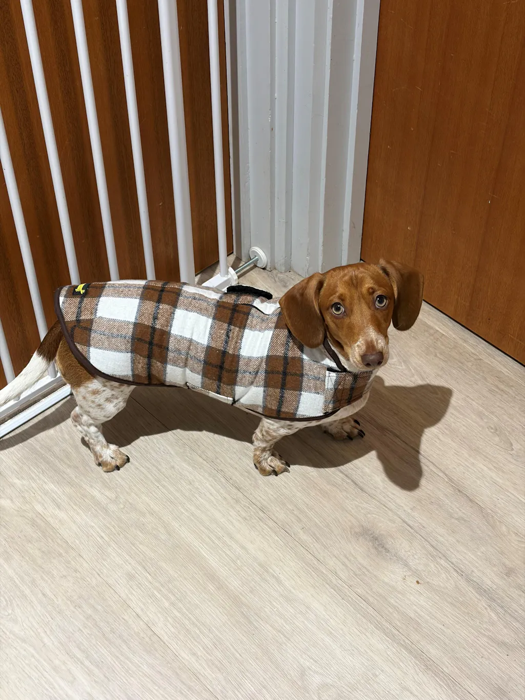 Scottish Oak Heritage Tartan Coat