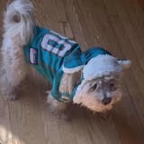 Pets First NFL Miami Dolphins Camouflage Pet Jersey for Cats and Dogs -  Licensed - Extra Small 