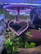 Happy Valentine's Day Betta Active Training Ring