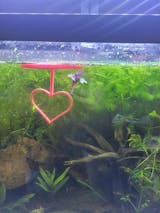 Happy Valentine's Day Betta Active Training Ring
