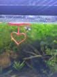 Happy Valentine's Day Betta Active Training Ring