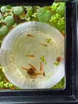 Floating Feasts Gazebo for Shrimp and Snail, Benefits of Targeted Feeding, Aquatic Dining Experience, Promote Healthy Shrimp Diets