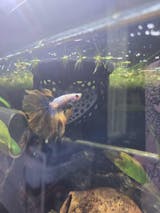 Aquarium Heart Floating Betta Fish Training