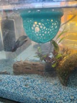 Aquarium Heart Floating Betta Fish Training