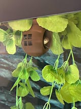 Floating Betta House