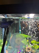 Floating Betta House