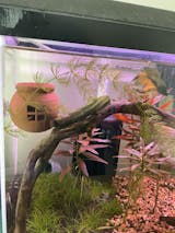 Floating Betta House