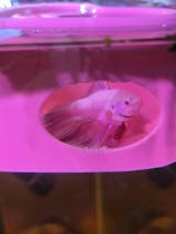 Heart Floating Betta Fish Feeder. Floating Feeder For Small Fish & Shrimp. Food Feeding Control Station. Avoid Food Waste. Perfect Size.