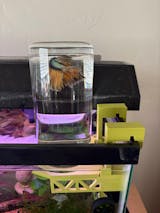 Inverted Betta Tank Holder, Panoramic View for Betta Fish, 360 View for Betta Fish, Inverted Tank Holder Kit for Aquarium, Made from Canada.