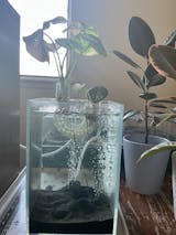 Aquarium Plant Holder. Aquatic Plant Pot For Lucky Bamboo, Pothos. Unique Designed Holder For Aquatic Plants. Promoting Healthy Root Growth.