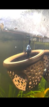 Aquarium Heart Floating Betta Fish Training