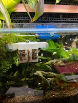 Snail Trap for Aquarium, Pest Snails Catcher Overnight, Leave Trap in Your Tank with Foods To Attract Snail, Easy to Use and Effective