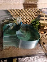 Unique Hermit Crab Swimming Pool. Soaking Bathtub For Hermit Crab. Dual-Zone Pool For Fresh & Salt Water with Built-in Climbing Ramp.
