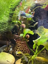 Plant Holder For Aquatic Plants. Aquarium Plant Pot. Promoting Healthy Root Growth. For Fish Tank Aesthetic. Fast Shipping From Canada.