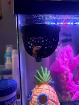 Aquarium Heart Floating Betta Fish Training