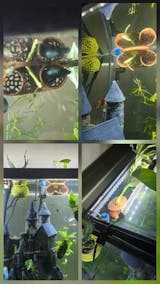 Floating Betta Tunnel For Betta Training