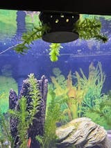 Floating Feasts Gazebo for Shrimp and Snail