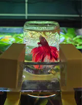 Inverted Betta Tank Holder. Panoramic View for Betta Fish.