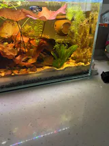 Floating Betta House