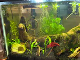 Active Betta Training Floating Ring