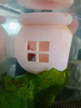 Floating Betta House