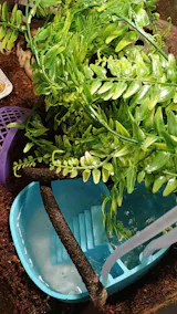 Unique Hermit Crab Swimming Pool. Soaking Bathtub For Hermit Crab. Dual-Zone Pool For Fresh & Salt Water with Built-in Climbing Ramp.