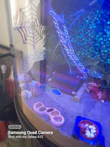 Hermit Crab Spider-Web Climbing Platform