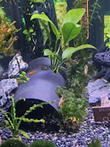 Aquarium Pleco Hide-Out