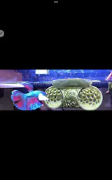 Floating Betta Tunnel For Betta Training