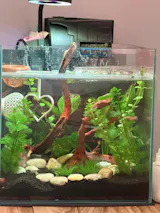 Happy Valentine's Day Betta Active Training Ring