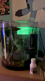 Heart Floating Betta Fish Feeder
