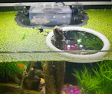 Aquarium Fish Feeding Ring