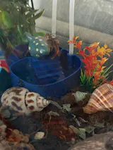 Unique Hermit Crab Swimming Pool. Soaking Bathtub For Hermit Crab. Dual-Zone Pool For Fresh & Salt Water with Built-in Climbing Ramp.