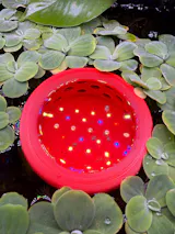 Floating Feasts Gazebo for Shrimp and Snail
