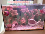 Valentine's Day Olympic Ring For Betta Fish Training
