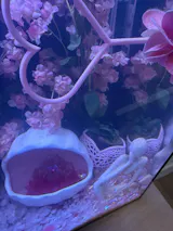 Aquarium Plant Pot Heart Shape